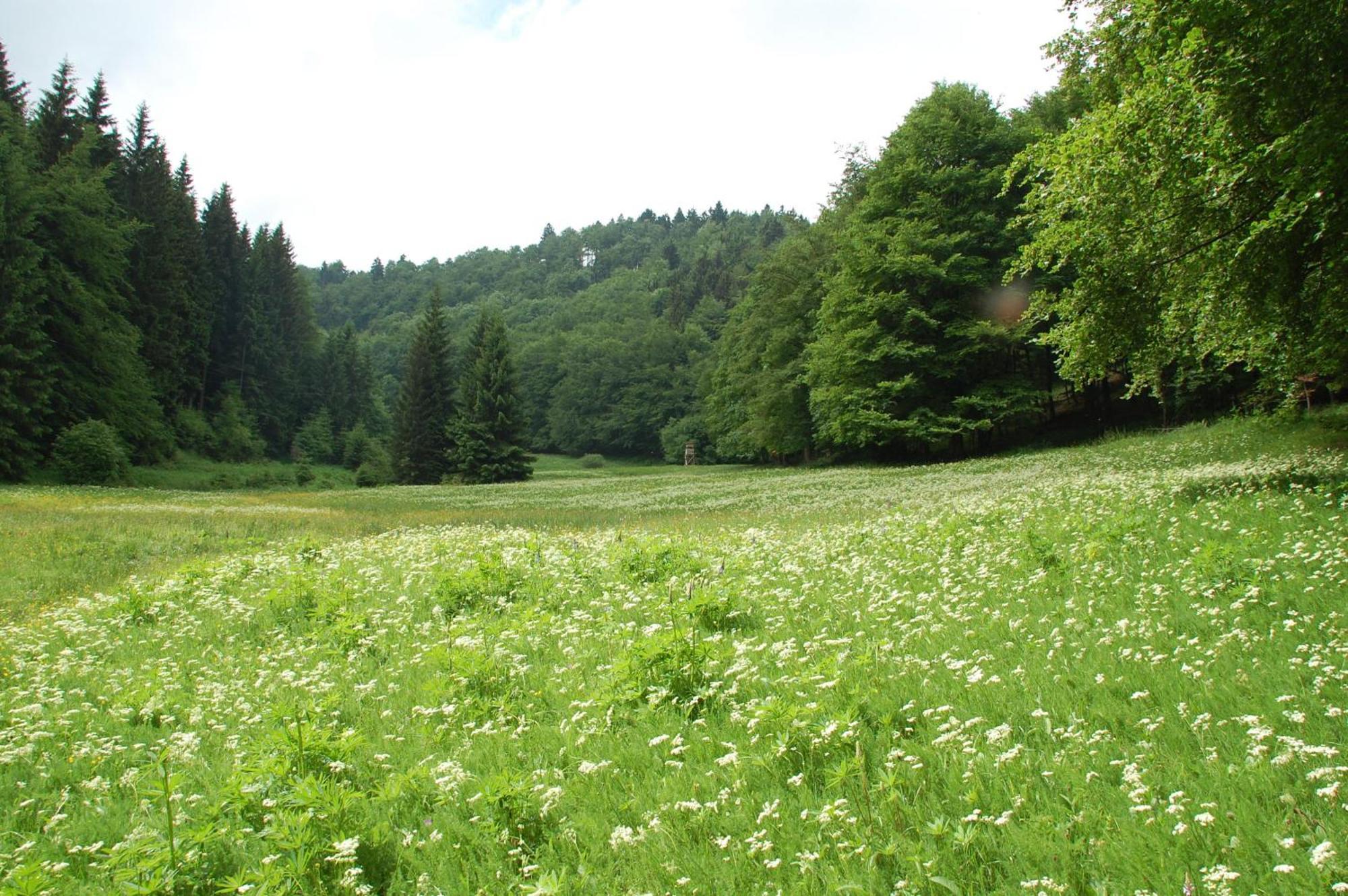 Gasthof 'Zum Reifberg' Ilmenau Esterno foto